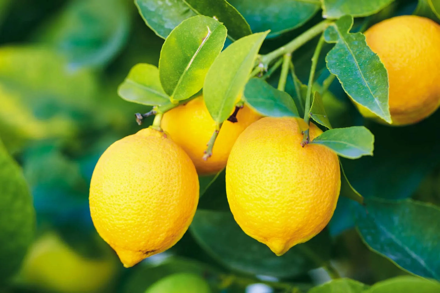 KITL LEMON 500ml